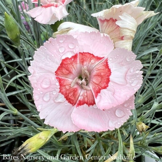 #1 Dianthus x American Pie 'Georgia Peach Pie'/ Pink