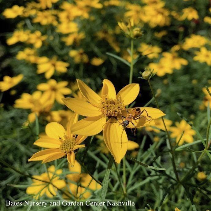 #1 Coreopsis vert Zagreb/ Yellow Whorled Tickseed Native (TN)