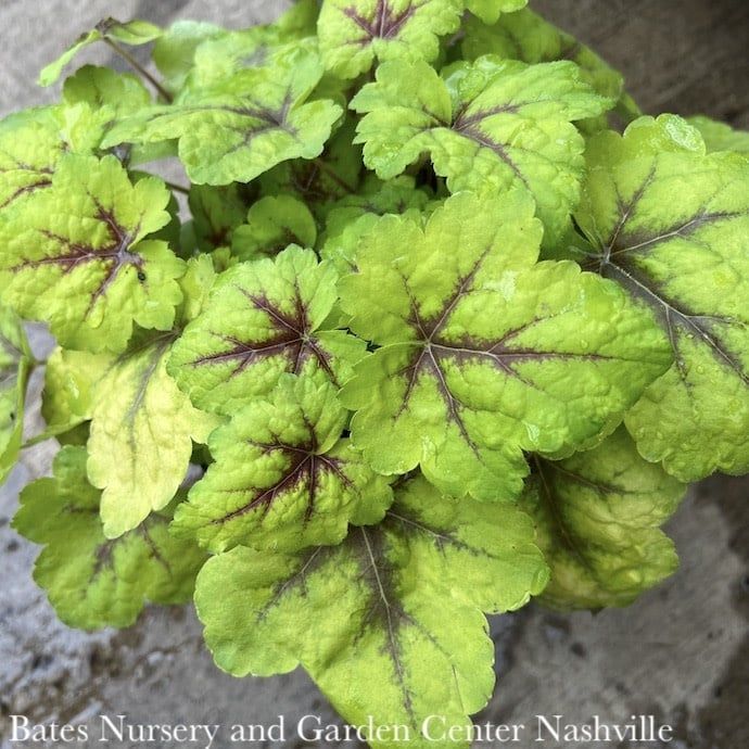 #1 Heuchera vill Red Lightning/ Coral Bells Native (TN)