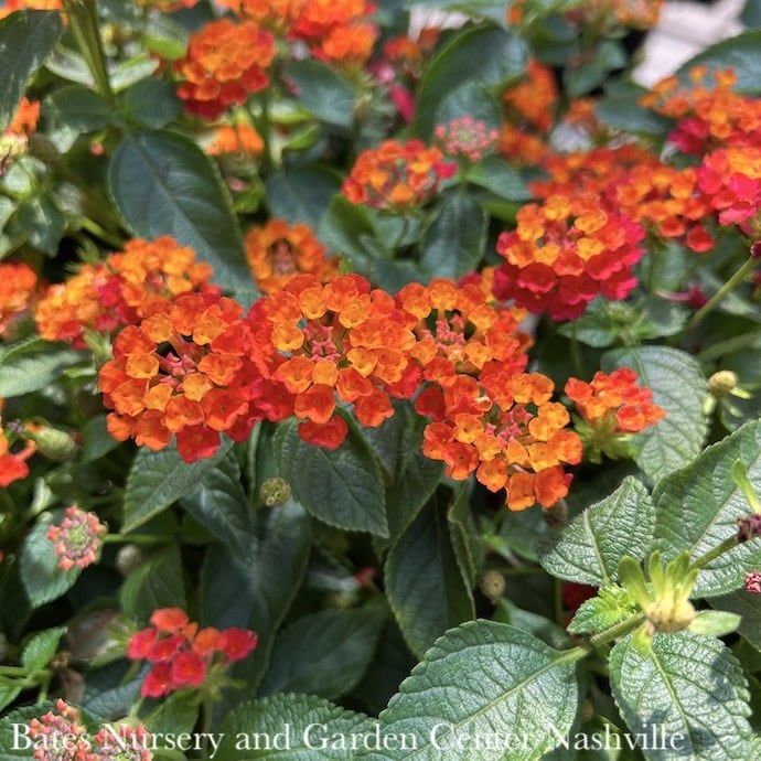 Tropical #1 Lantana Hot Blooded/ Red - No Warranty