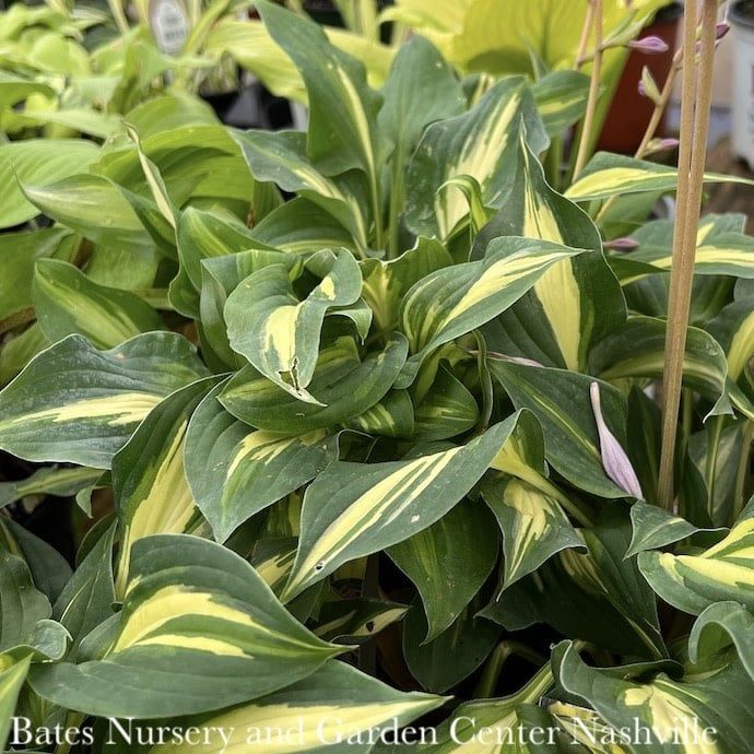 #1 Hosta x Fantasy Island/ Dwarf Variegated Green, Yellow