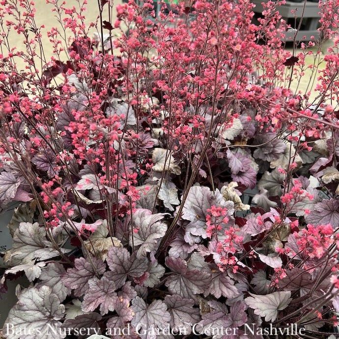 #1 Heuchera x PW Dolce &#39;Silver Gumdrop&#39;/ Coral Bells
