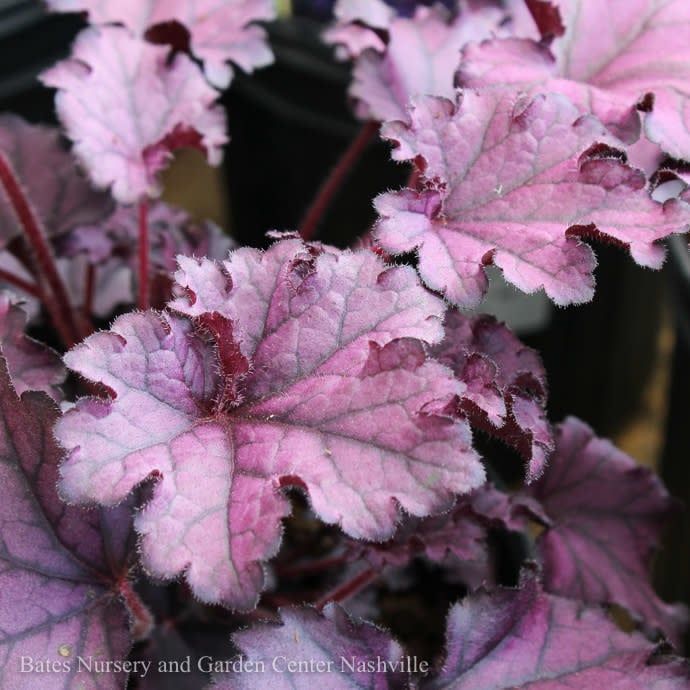 #1 Heuchera x Forever &#39;Purple&#39;/ Coral Bells