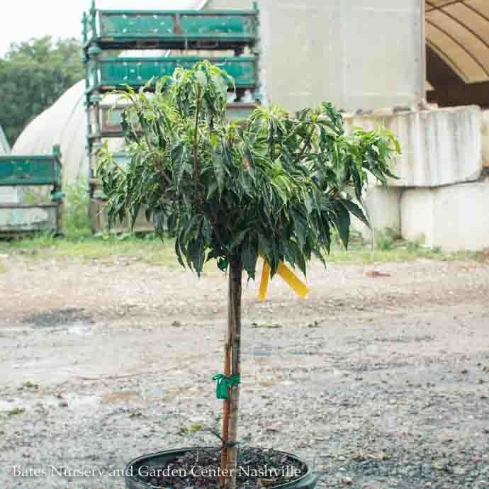 4FT Cornus kousa Little Poncho/ Dwarf Flowering White Dogwood