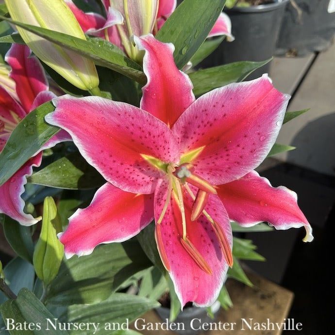 #1 Lilium After Eight/ Magenta Oriental Lily
