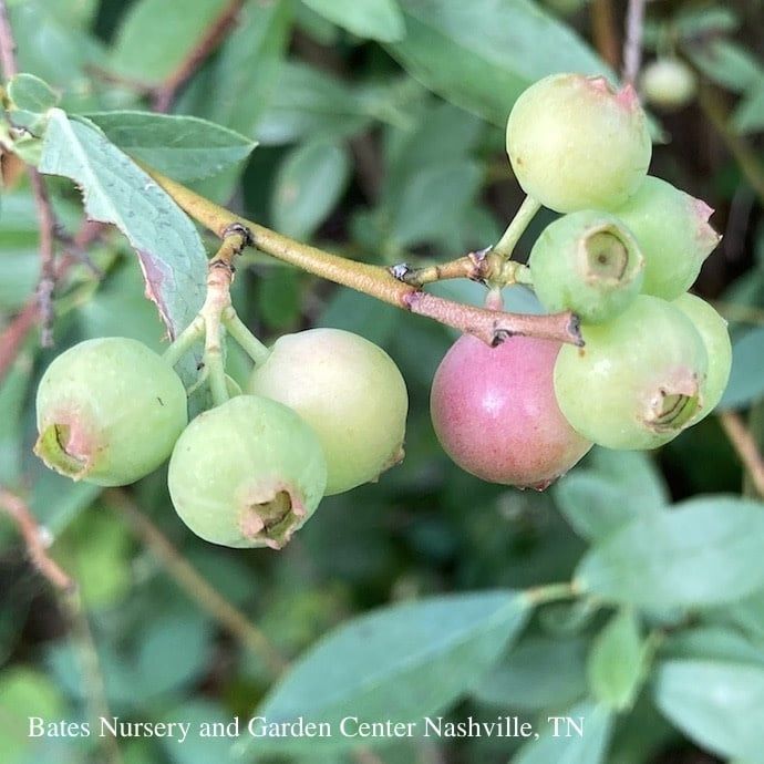 Edible #3 Vaccinium x Pink Lemonade/ Hybrid Blueberry