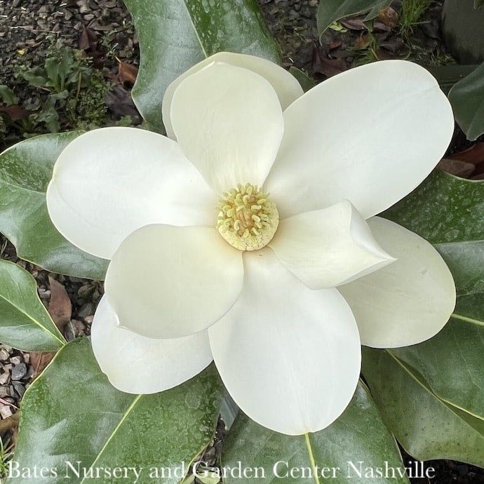 #15 Magnolia grand Bracken&#39;s Brown Beauty/ Southern Native (TN)