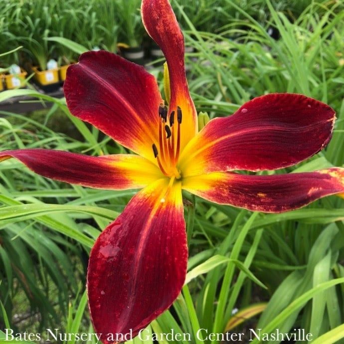 #1 Hemerocallis x Rainbow Rhythm &#39;Ruby Spider&#39;/ Red Daylily