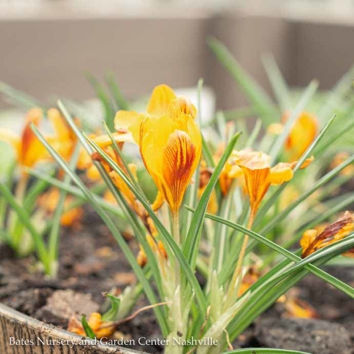 Bulb Crocus chrysanthus (species) Orange Monarch 10/pk