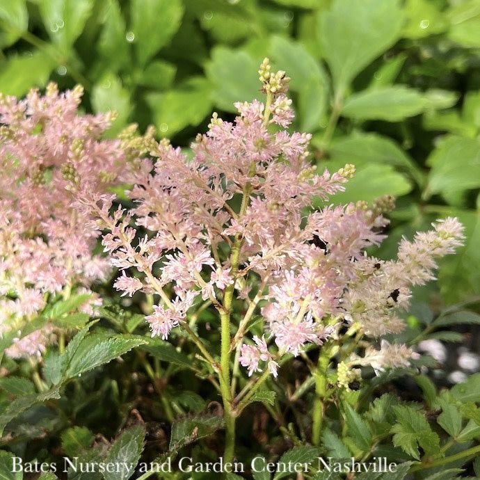 8P Astilbe x Younique Silvery Pink