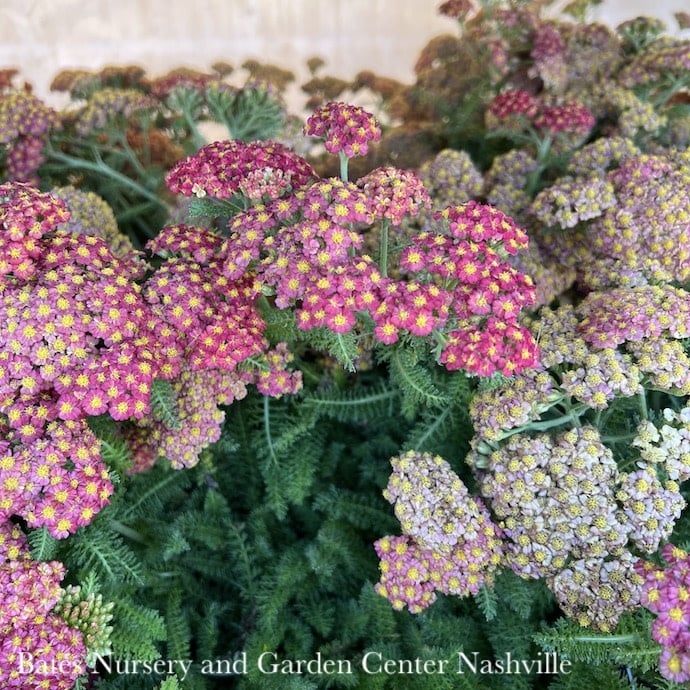 #1 Achillea mill Desert Eve &#39;Red&#39;/ Yarrow Native (TN)