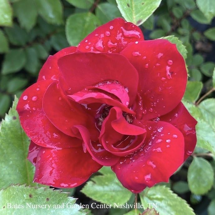 #2 Rosa Grace N' Grit 'Red'/ Shrub Rose - No Warranty