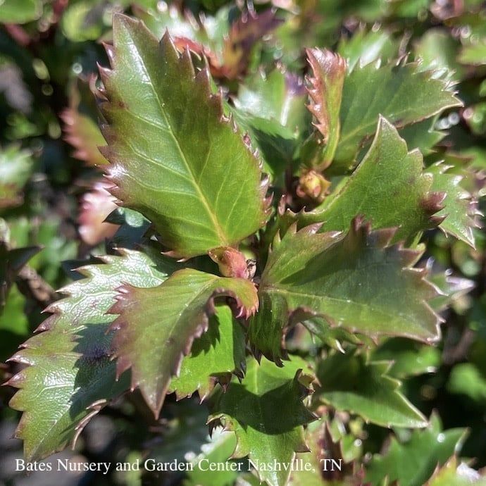 #3 Ilex x meserveae Emerald Magic/ Holly (male)