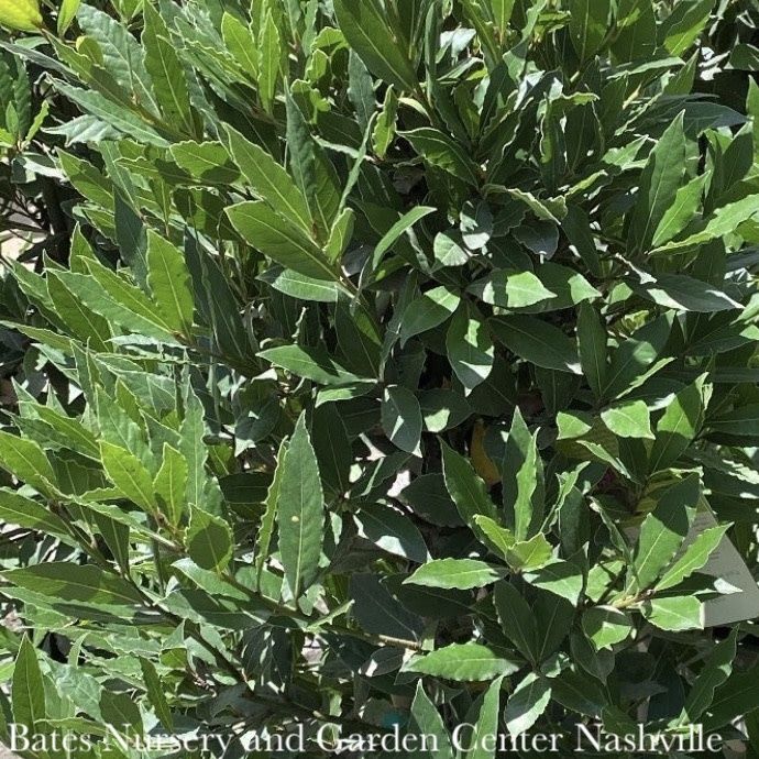 Tropical Culinary #1 Laurus nobilis/ Bay Laurel - No Warranty