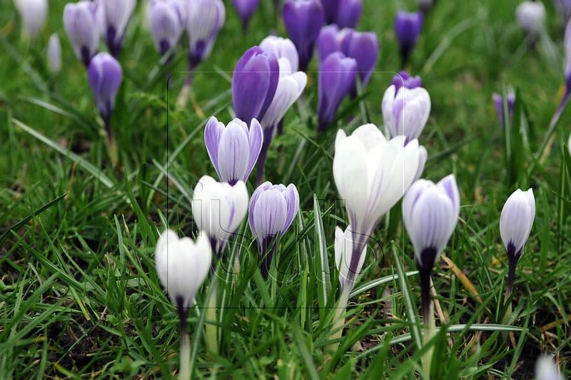 Bulb Crocus vernus Blue Moon Mix /white &amp; purple  15/pk