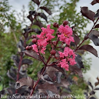 7 Lagerstroemia Black Diamond 'Shell Pink'/ Semi-dwarf Crape Myrtle