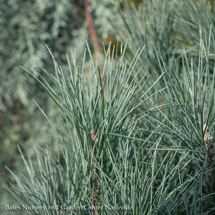 #15 Pinus strob Stowe Pillar/ Columnar Pine Native (TN)