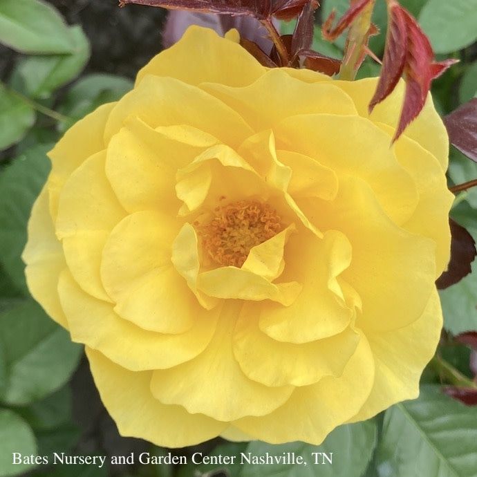 #3 Rosa Sparkle &amp; Shine/ Yellow Floribunda Rose - No Warranty