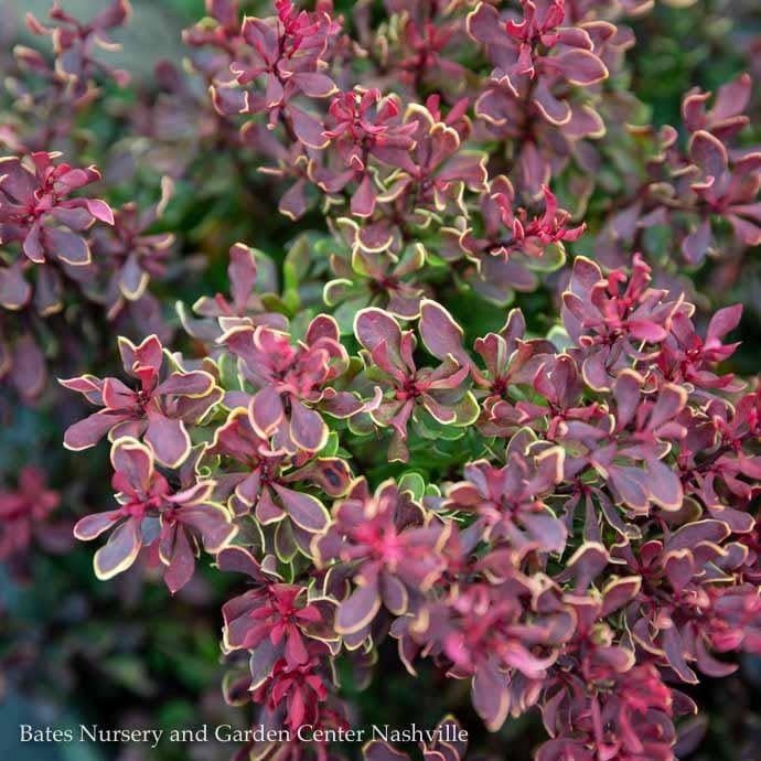 #1 Berberis thun Golden Ruby/ Barberry