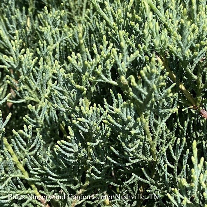 #5 Juniperus chin PW Montana Moss/ Spreading Chinese Juniper