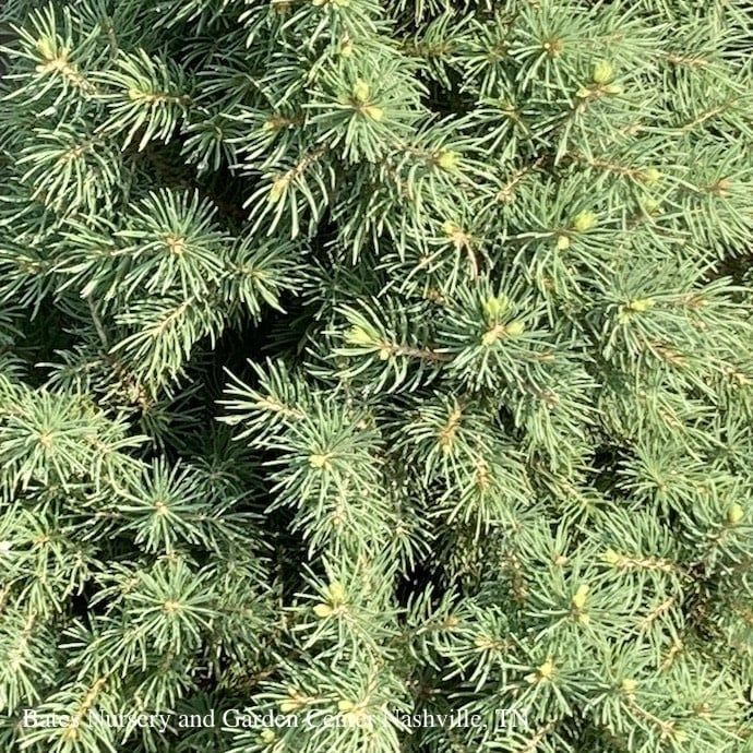 #2 Picea glauc Conica/ Dwarf Alberta Spruce - No Warranty