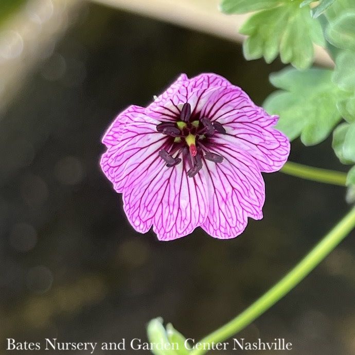 #1 Geranium cinereum Ballerina/ Pink Cranesbill