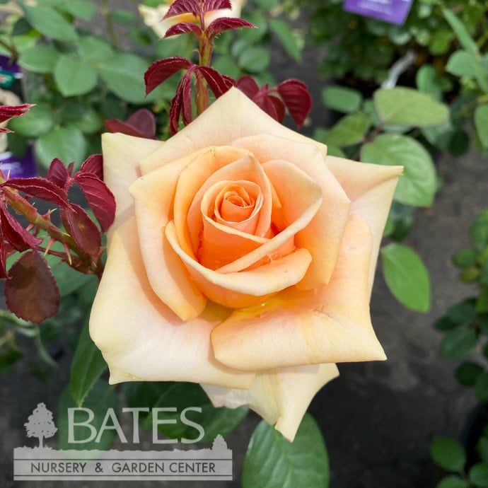 #3 Rosa Marilyn Monroe/ Creamy Apricot Hybrid Tea Rose - No Warranty