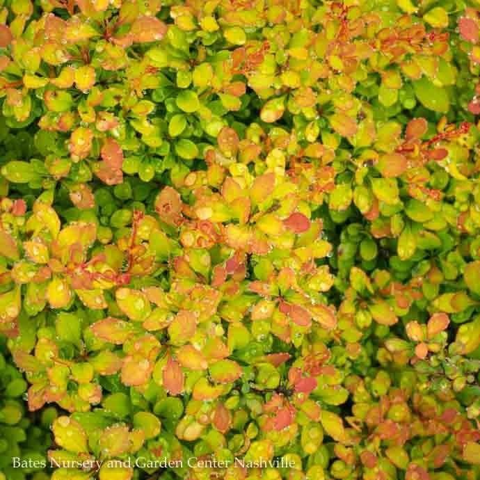 #1 Berberis thun Sunsation/ Compact Golden Barberry
