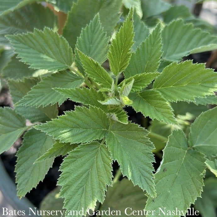 Edible #2 Rubus idaeus Jewel Black/ Raspberry Native (TN)