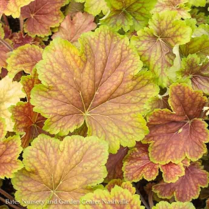 #1 Heuchera x Delta Dawn/ Coral Bells