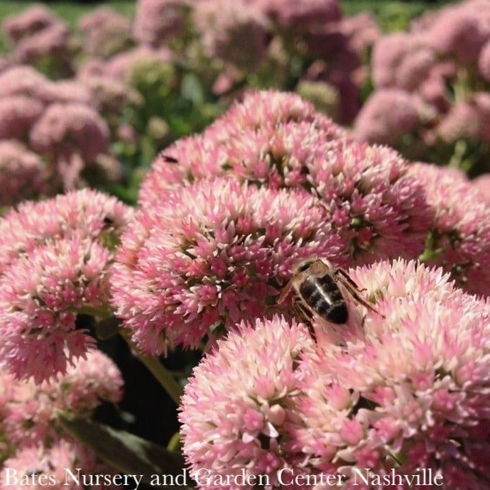 QP Sedum spectabile Autumn Joy/ Stonecrop