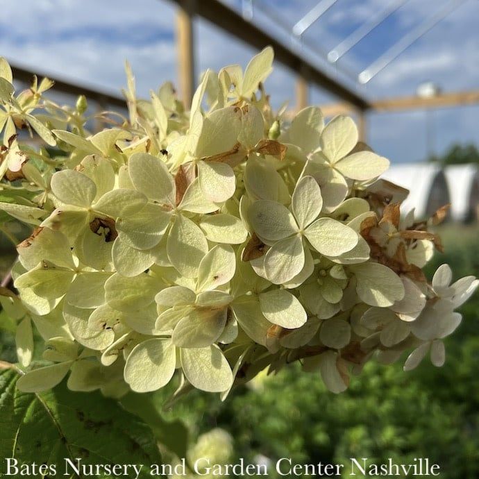 #3 Hydrangea pan Tidal Wave/Panicle White