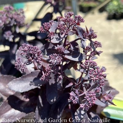 1 Sedum x Evolution 'Chocolate Fountain'/ Stonecrop