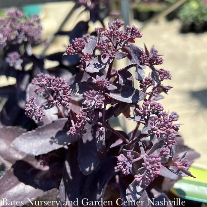 #1 Sedum x Evolution 'Chocolate Fountain'/ Stonecrop