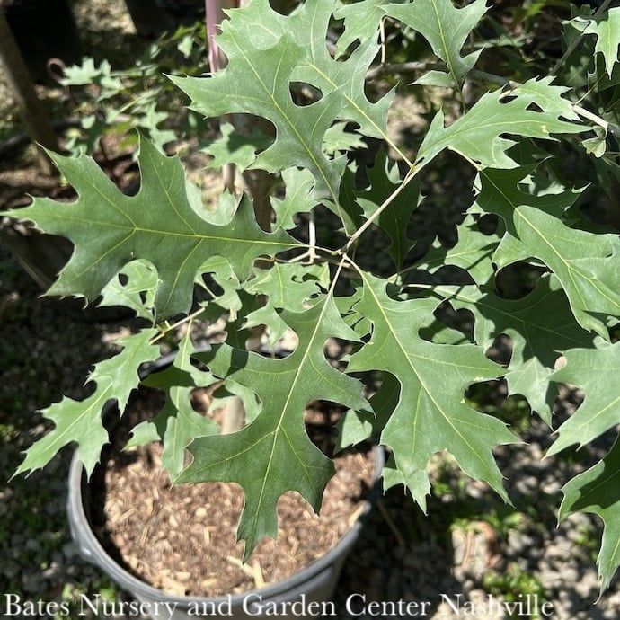 #5 Quercus rubra/ Northern Red Oak Native (TN)