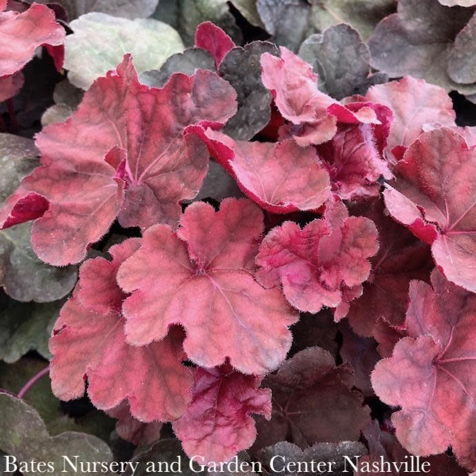 #1 Heuchera x Lava Lamp/ Coral Bells