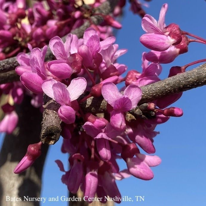 #5 Cercis can &#39;Covey&#39; Lavender Twist®/Weeping Redbud Native (TN)
