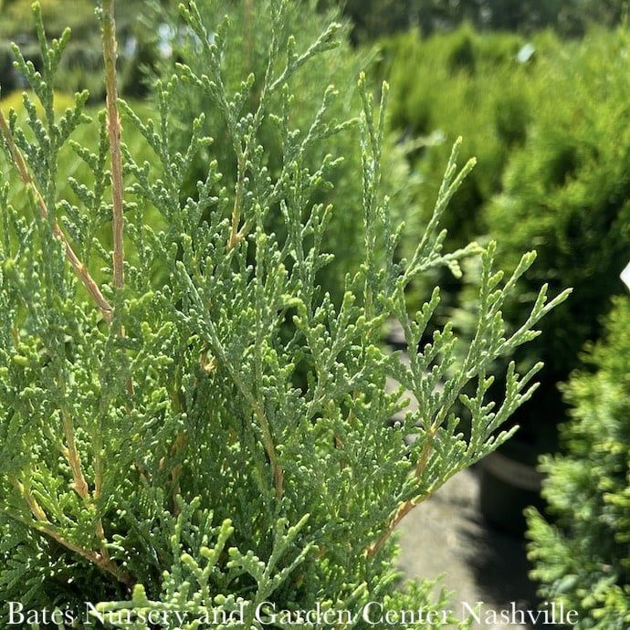 #6 Thuja occ Holmstrup/ Columnar Arborvitae