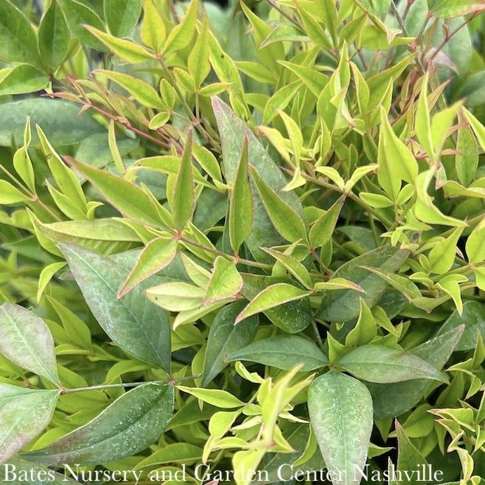 #2.5 Nandina dom Moon Bay/ Dwarf Heavenly Bamboo