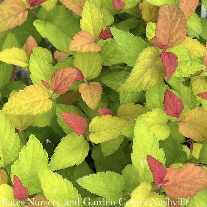 #2 Spiraea japonica PW Double Play &#39;Candy Corn&#39;/ Purple Flowers