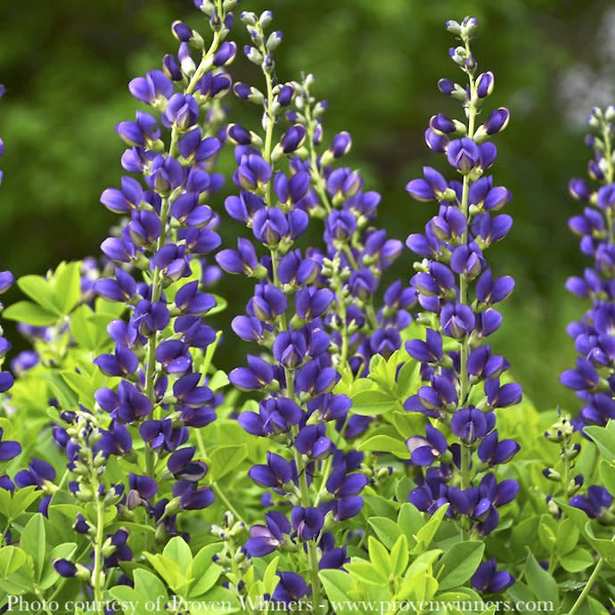 #1 Baptisia x PW Decadence &#39;Sparkling Sapphires&#39;/ Purple False Indigo