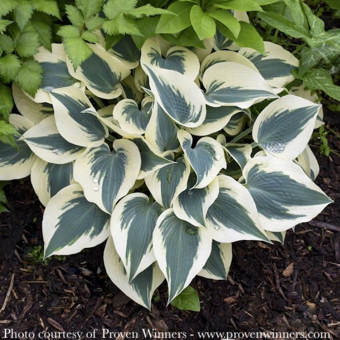 #1 Hosta x PW Blue Ivory/ Variegated Blue w/ White Margins