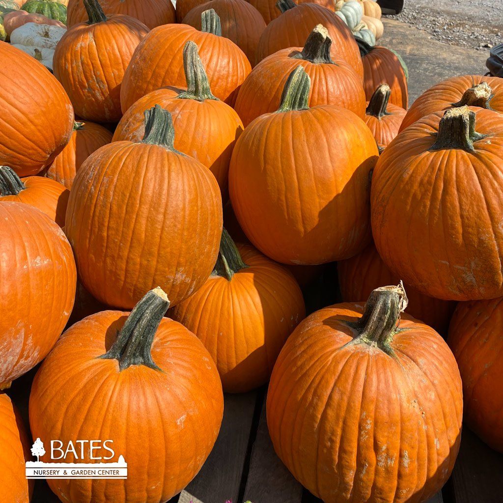 Halloween Pumpkin/Carving or Blanco/White  9.99