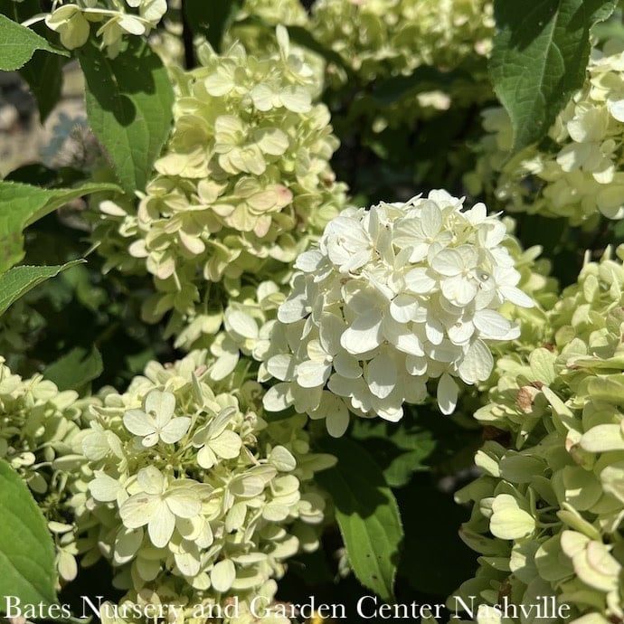 #5 Hydrangea pan Candy Apple/ White-green Panicle