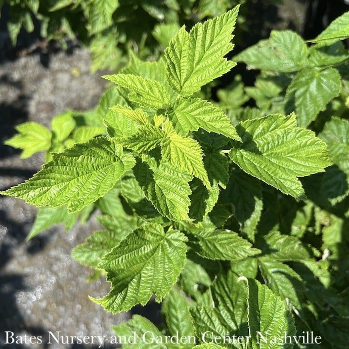 Edible #1 Rubus idaeus var strig Fall Gold/ Raspberry Native (TN)