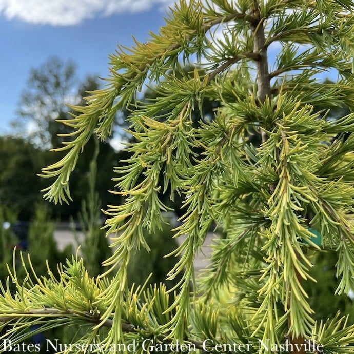 #5 Cedrus deo Aurea/ Golden Deodar Cedar