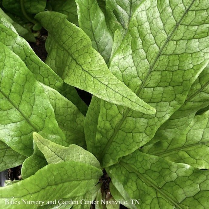 6p! Fern Crocodile Fern /Tropical