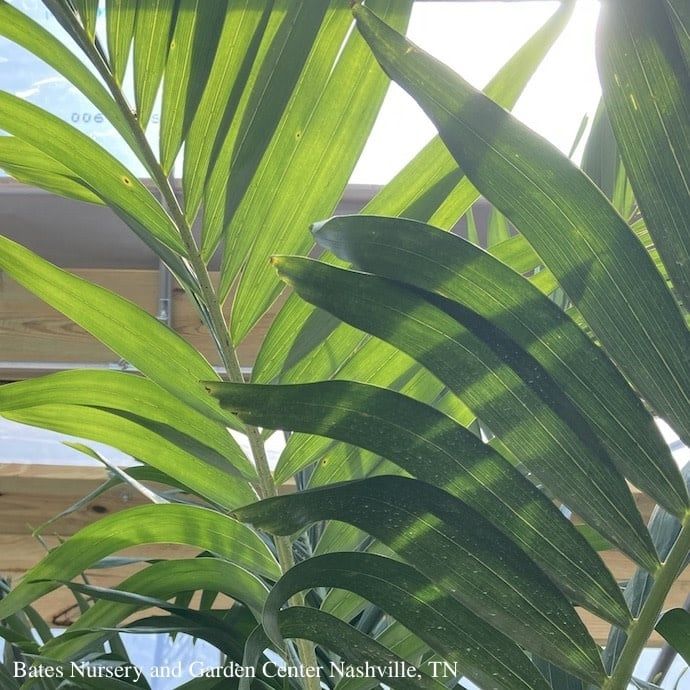 14p! Palm Veitchia m / Adonidia Palm /Christmas Palm /Tropical