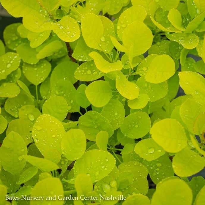#5 Cotinus coggygria Ancot/ Golden Spirit Smoketree