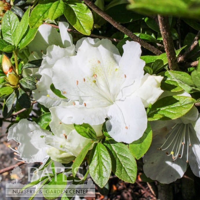 #3 Azalea x Girard&#39;s Pleasant White